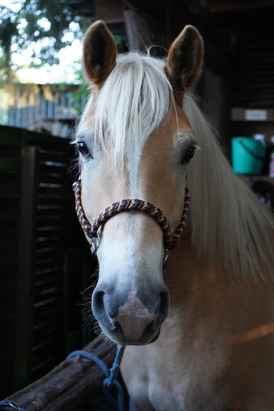 Frontalansicht eines Haflingers mit Paracord-Biothane®-Halfter – handgefertigtes, individuelles Pferdehalfter von Pama für Alltag & Turnier.