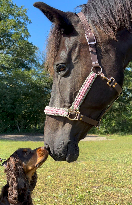 Schwarzes Pferd mit Paracord- und Biothane®-Halfter berührt sanft die Nase eines braunen Hundes – eine harmonische Szene auf der Weide.