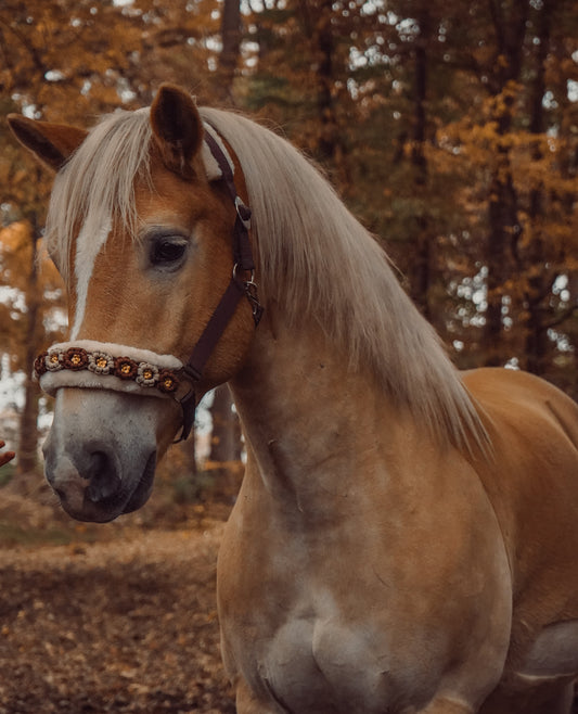 Rot-Beiges Blumen Halfter | wechselbares Teddyfleece