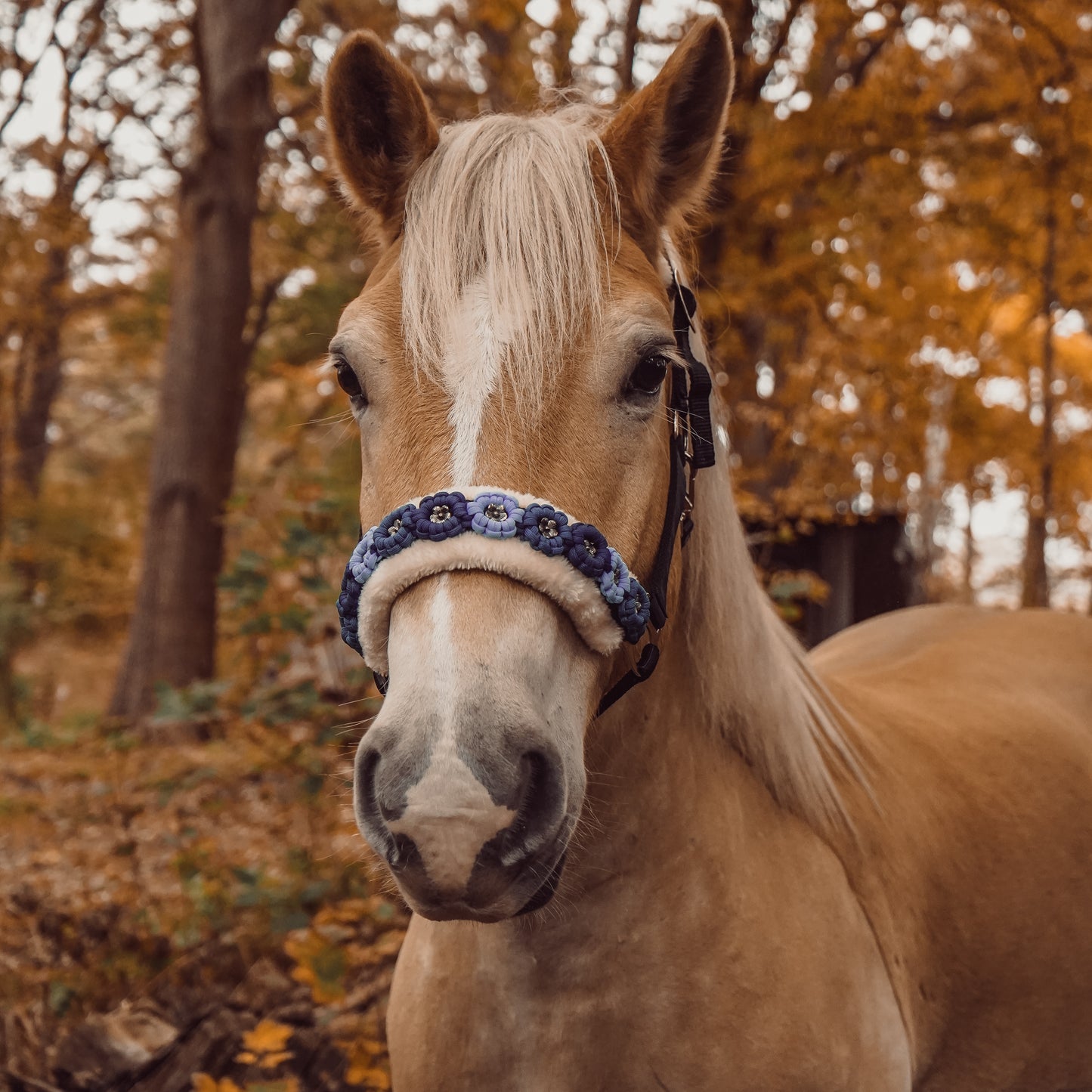 Schwarz-Blaues Blumen Halfter | wechselbares Teddyfleece