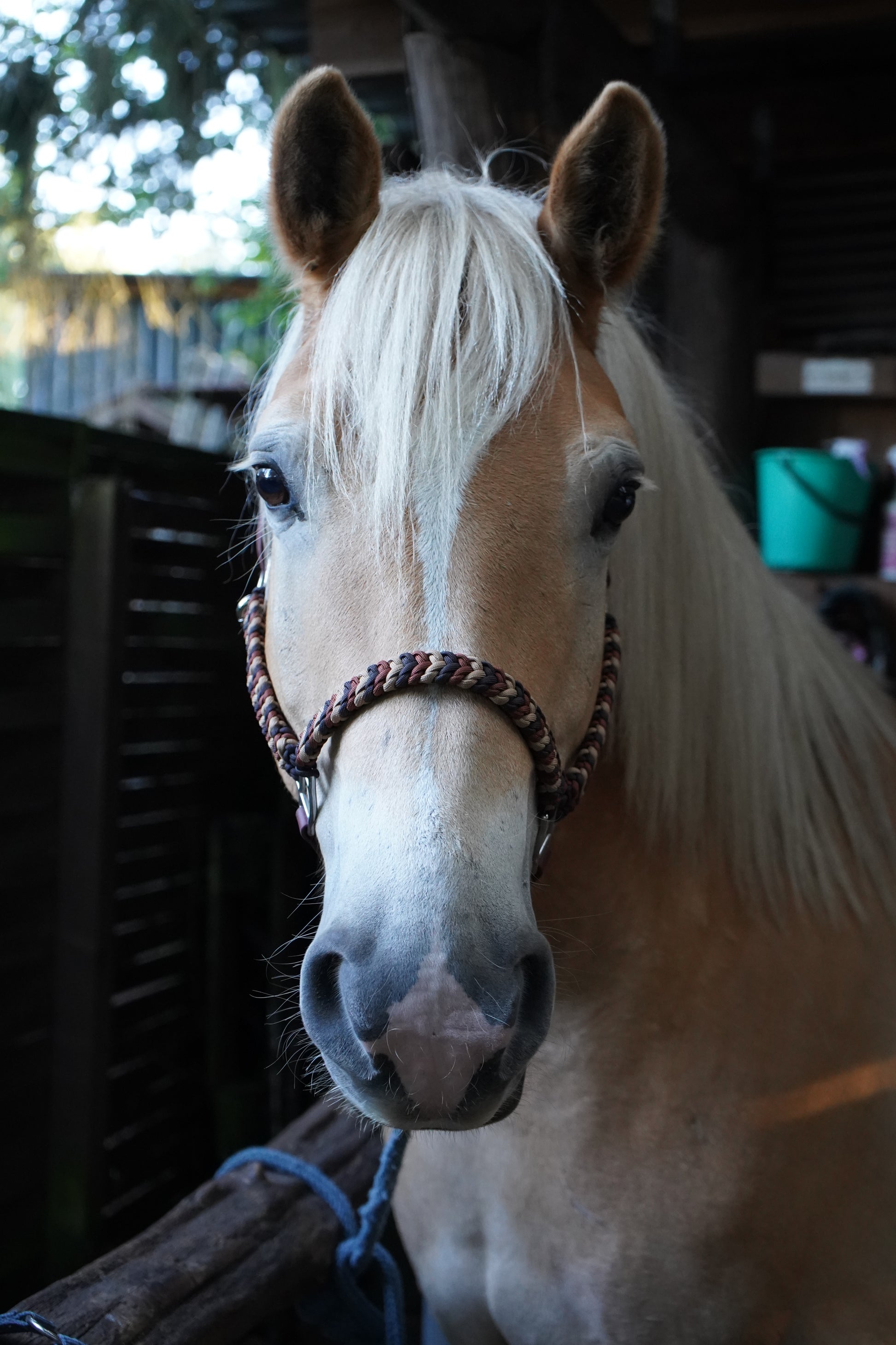 Frontalansicht eines Haflingers mit Paracord-Biothane®-Halfter – handgefertigtes, individuelles Pferdehalfter von Pama für Alltag & Turnier.