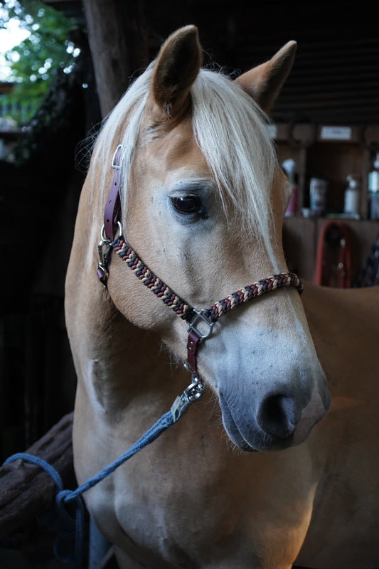 Haflinger-Pferd mit handgefertigtem Halfter aus Paracord & Biothane® in Braun-Beige-Tönen – robustes, verstellbares Pferdehalfter von Pama.