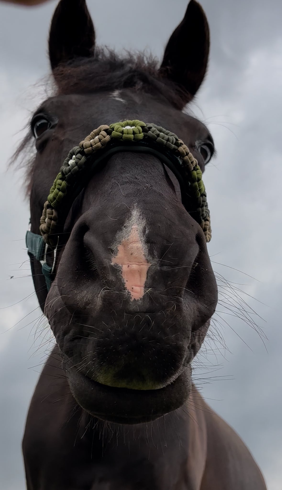 Grünes Blumen-Halfter | ohne Fell